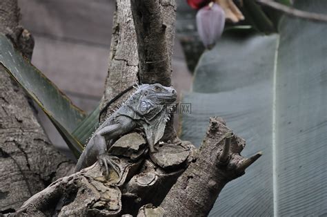 蝴蝶顏色|動物冷知識｜蝴蝶小秘